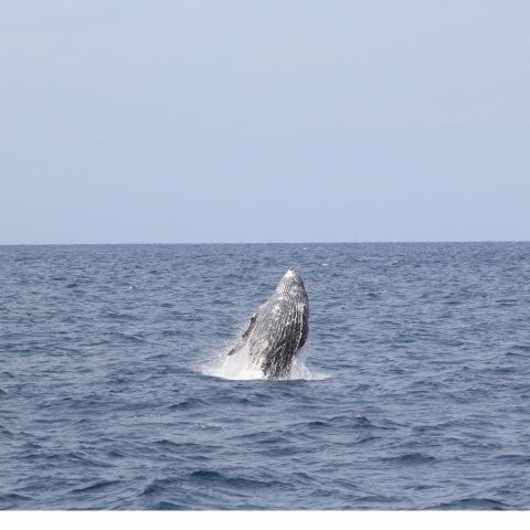 那覇発・ホエールウォッチングツアー！遭遇率１００％の優良店