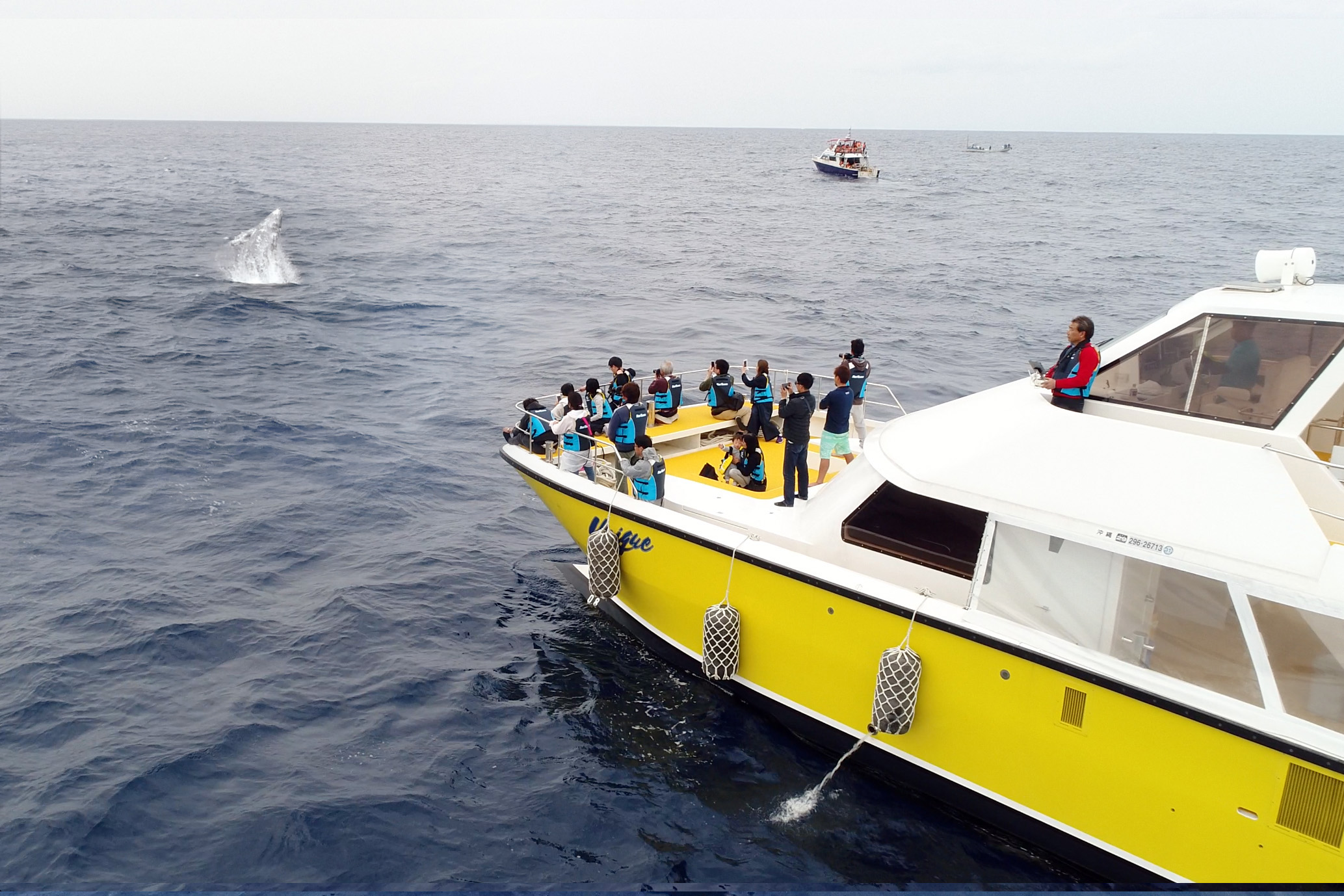 『那覇発・ホエールウォッチングツアー！日本語限定ツアー★開催以来、遭遇率１００％の優良店★』