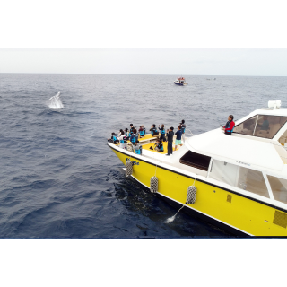 『那覇発・ホエールウォッチングツアー！日本語限定ツアー★開催以来、遭遇率１００％の優良店★』