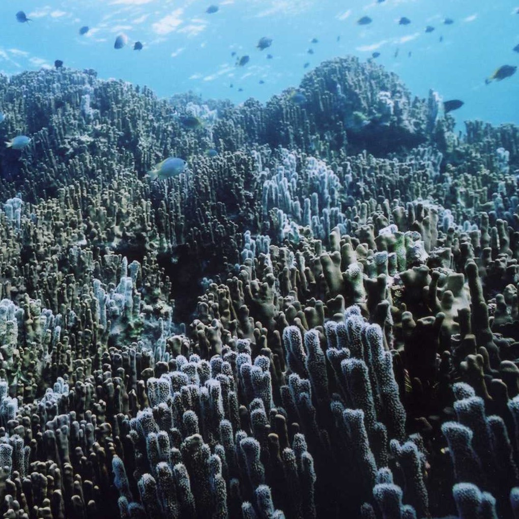 大浦湾グラスボート　世界最大級の青サンゴを見に行こう　【支援対象】