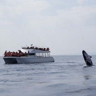 【那覇出發】乘坐穩定的雙體船♪ 展開一個生動的賞鯨之旅！！