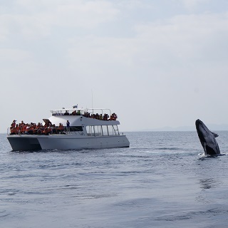 Take the Catamaran, a more stable watercraft that can withstand large waves, to watch the whales!!