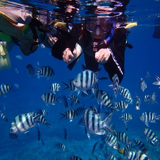 【Half day tour】 Board the speedboat from Naha Port to snorkel at Okinawa's best spots!