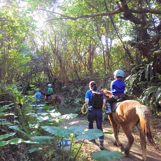 Riding in the woods (Forest of Happiness)