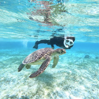 【宮古島/半日】遭遇率の高さは世界有数！大人気ウミガメシュノーケリング【写真データ無料】