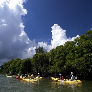 Mangrove Exploration Kayak Tour to the Kinkocho Okukubi River and experience nature at your own pace!