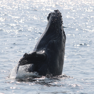 【沖縄・北谷発・半日】＼2026年／3月限定！ ☆57名乗り大型クルーザーを30名までで広々行く☆ ホエールウォッチングツアー☆3/1～3/15は返金保証あり☆