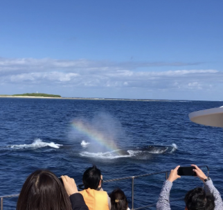 【沖縄・北谷発・半日】＼2026年／冬季限定！大型クルーザーで行くホエールウォッチングツアー ☆2/1～2/28は返金保証あり☆