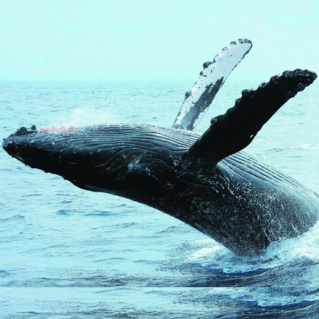 [Departing from Chatan, Okinawa] Winter only! Whale watching tour on a large cruiser that can accommodate 57 people, with a small group of up to 30 people. ☆2/1~3/15 Money-back guarantee available☆