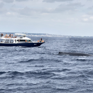 【完全貸切】北谷発 大型クルーザーで行く！ホエールウォッチングツアー ☆団体旅行・社員旅行・卒業旅行におすすめ☆