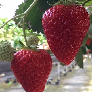 バムセファームのいちごがり　Strawberry Picking at Bamse Farm