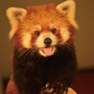 ネオパークオキナワ　入園券