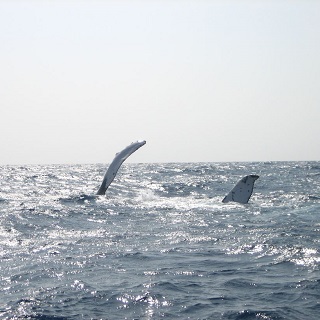 Whale-Watching Tour! Located Near Churaumi Aquarium!