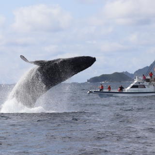 【座間味/那霸出發】冬季限定鯨魚觀賞之旅！來慶良間欣賞座頭鯨！