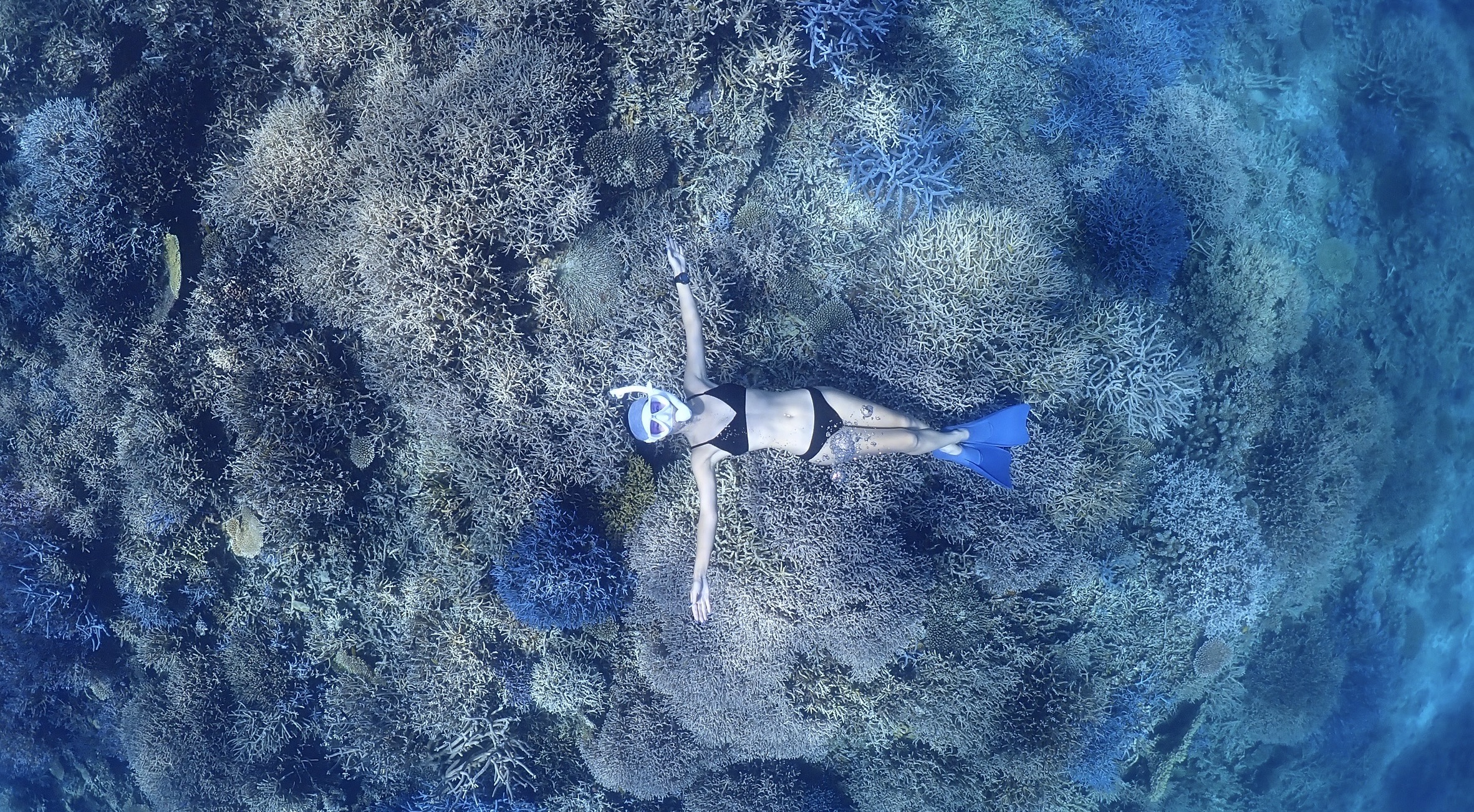 【石垣島•AM8:30•ボート】石垣島から行く鳩間島・西表島or黒島・新城島(パナリ)シュノーケル1日ツアー＜ドローン・GoPro撮影付き〉