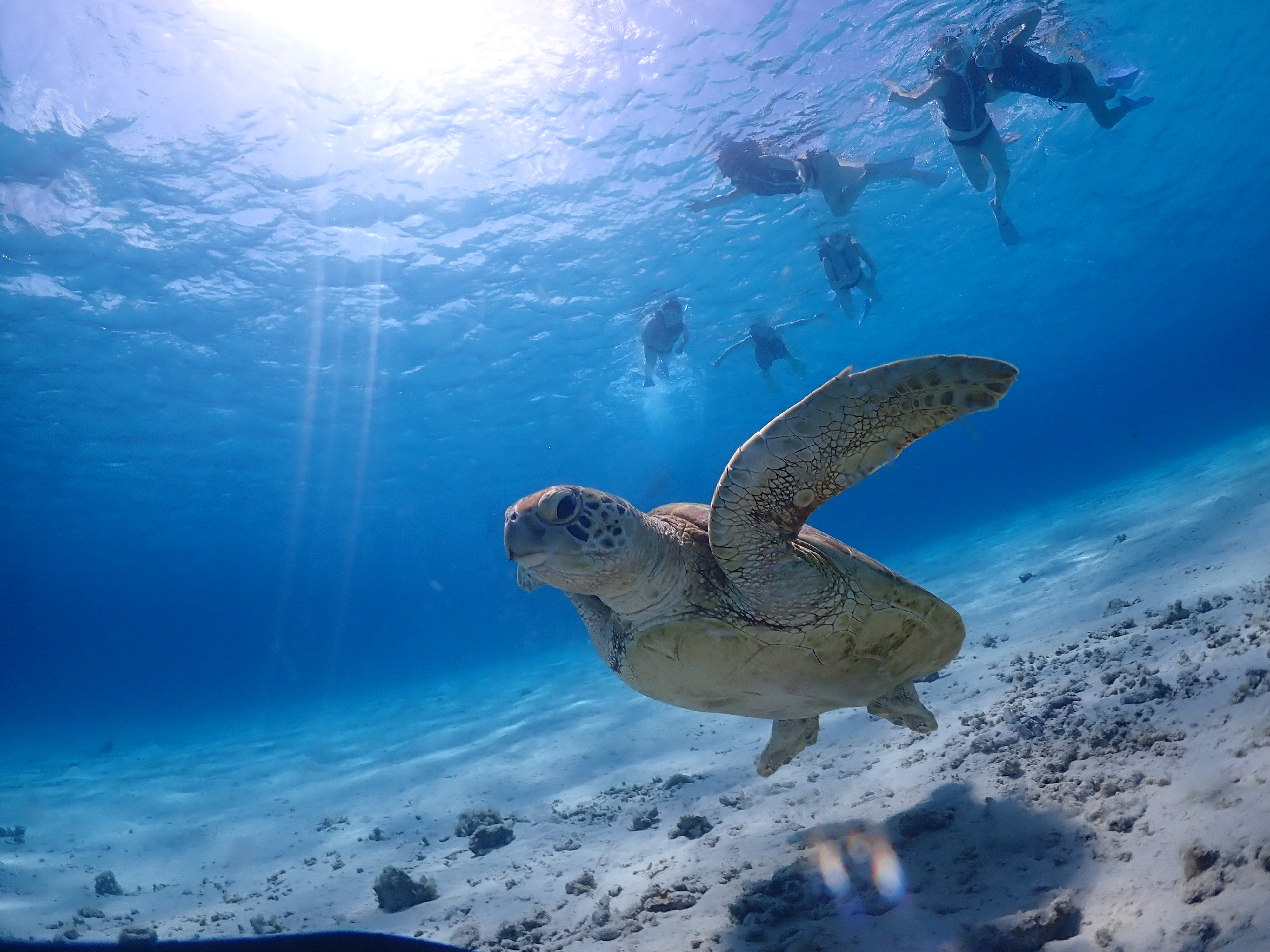 慶良間諸島座間味島でSUPとシュノーケルツアー　