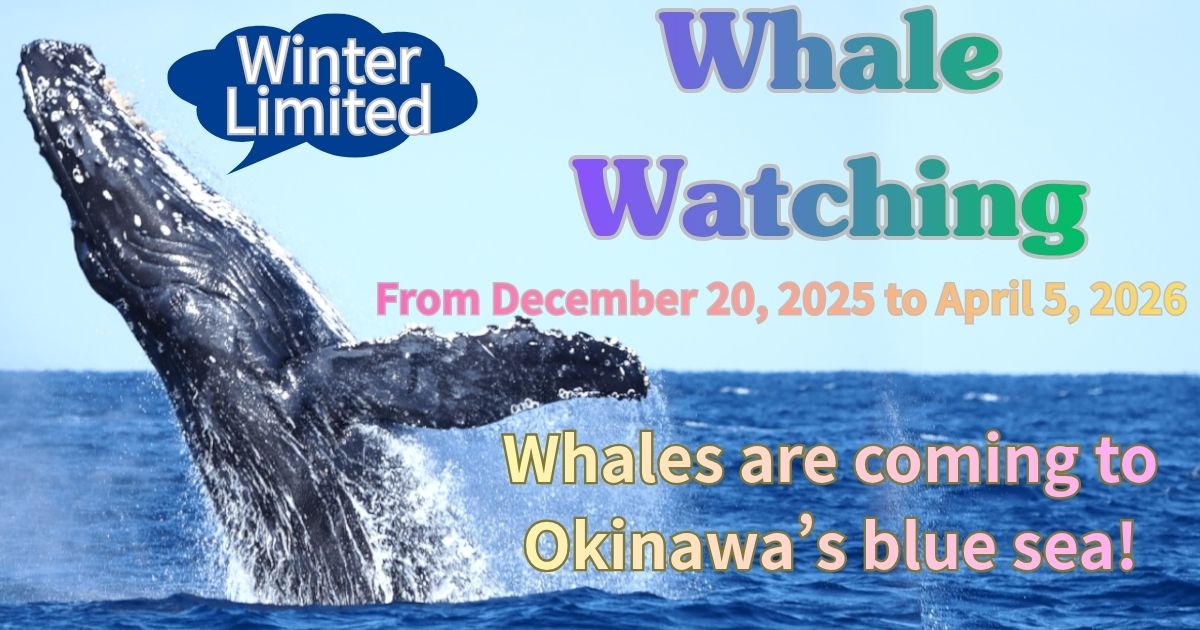 Whale Watching Special Feature