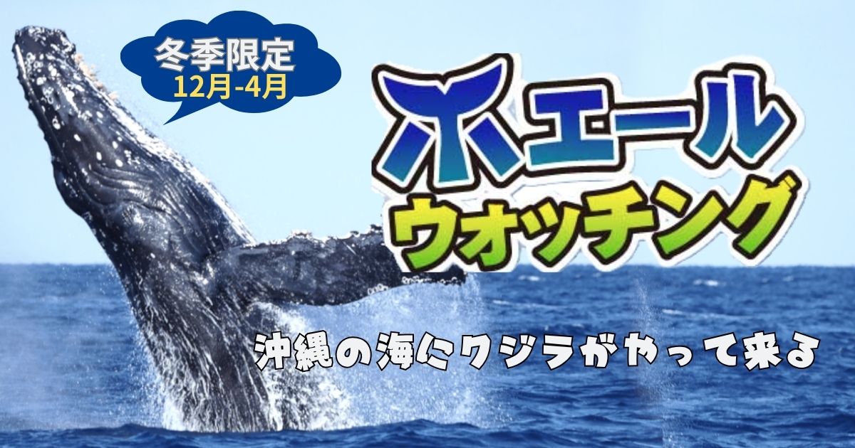 ホエールウォッチング特集